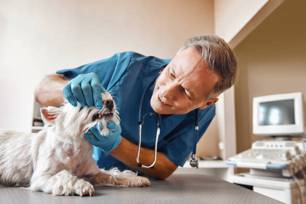 Best Emergency Dentist for Knocked-Out Tooth in North Eagle Butte, SD